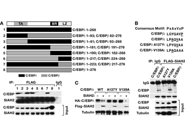 Western Blot using Alpha Tubulin